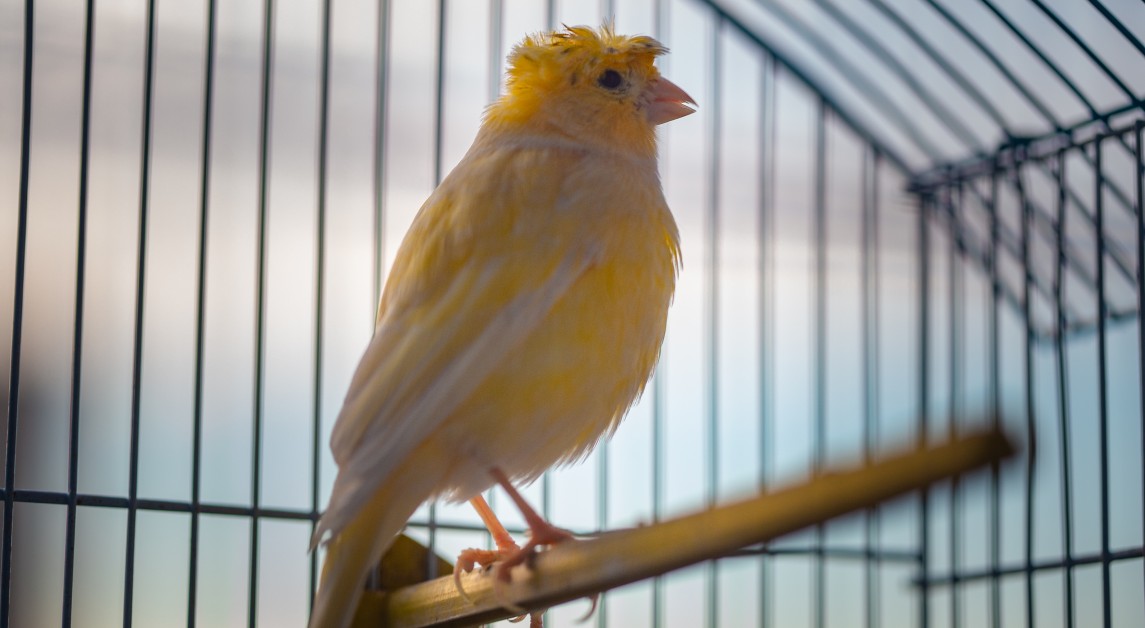 Setting Up and Cleaning Your Bird's Cage